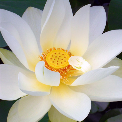 Seerose (Foto: Birte Klare)